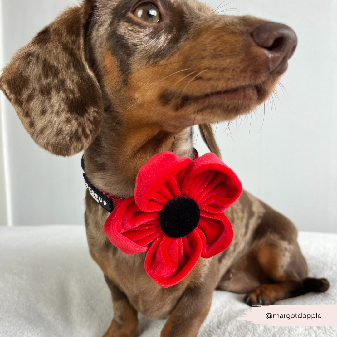 Cocopup London – wholesale Pet collar – Dog – Poppy Collar Flower8