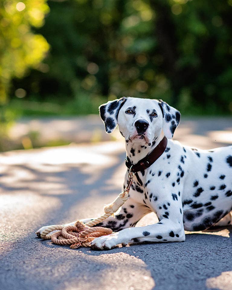 Cavology - Wholesale Pet Leash - Dog - DOG LEASH COTTON ROPE - OMBRE BEIGE CREAM BROWN4