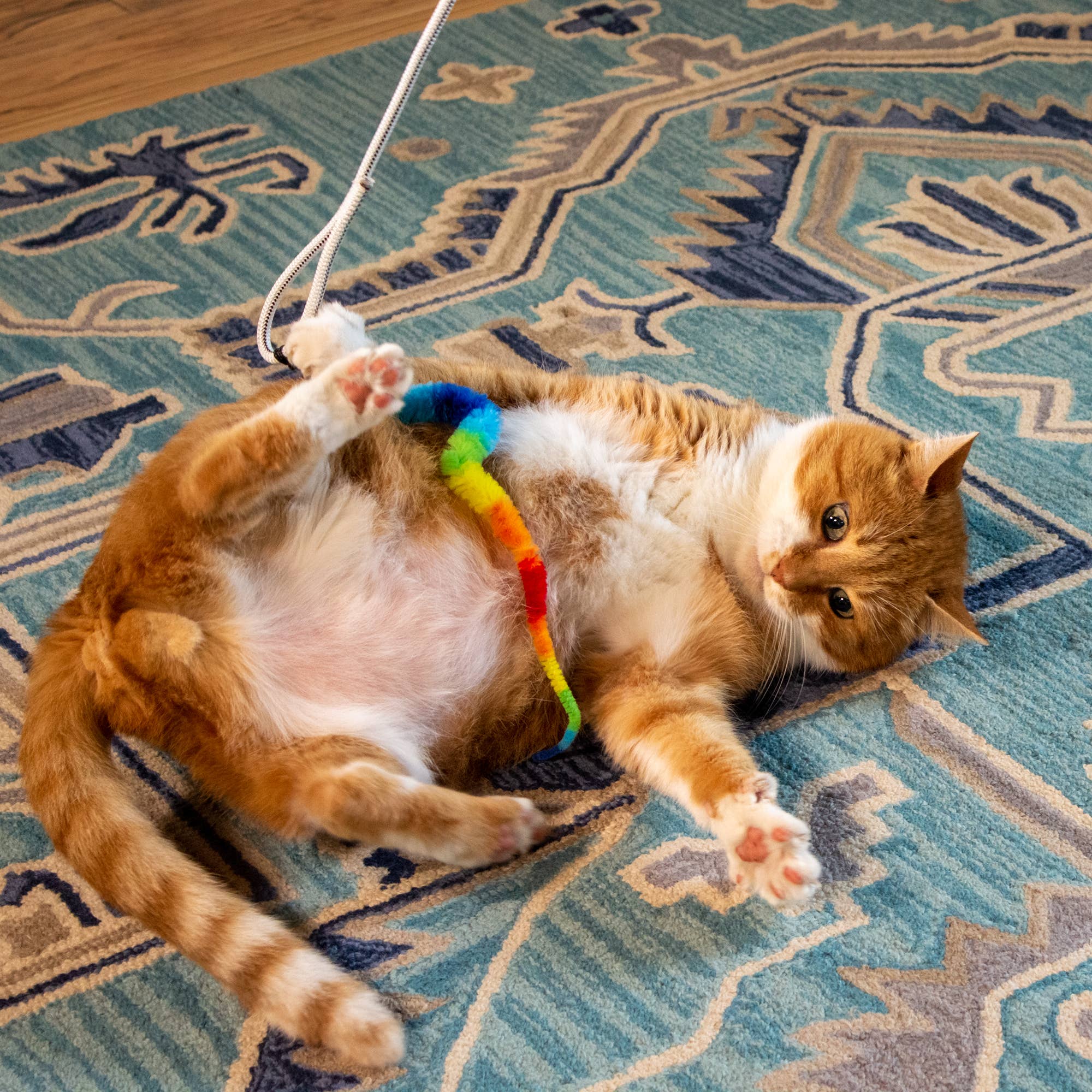 Squishy Face Studio - Wholesale Speeltje - Kat - Squishy Face Studio Tough Teaser Katten Speelgoed met 2 Lokmiddelen5