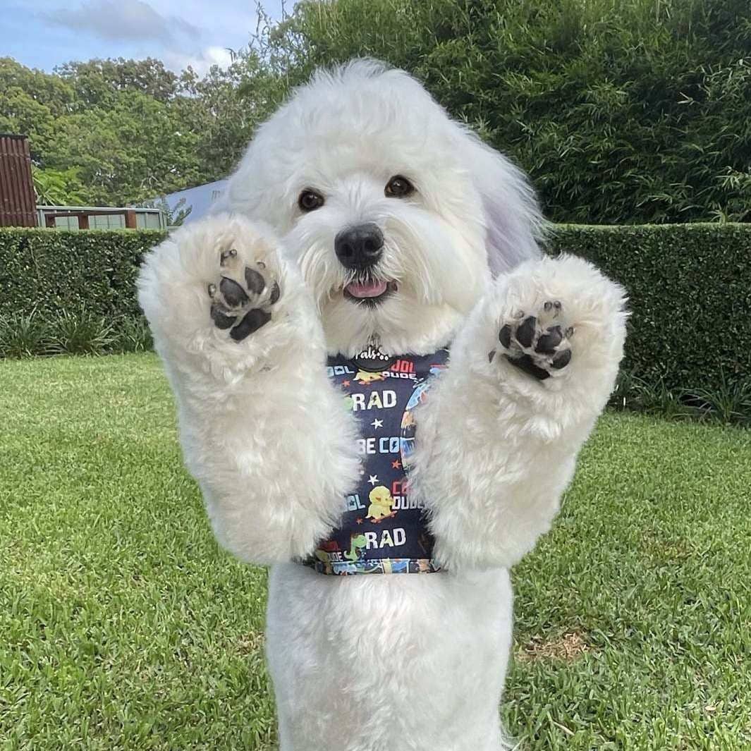 Pawfect Pals – Engroshandel Kæledyrssele – Hund – Little Dude - Vendbar hundesele3