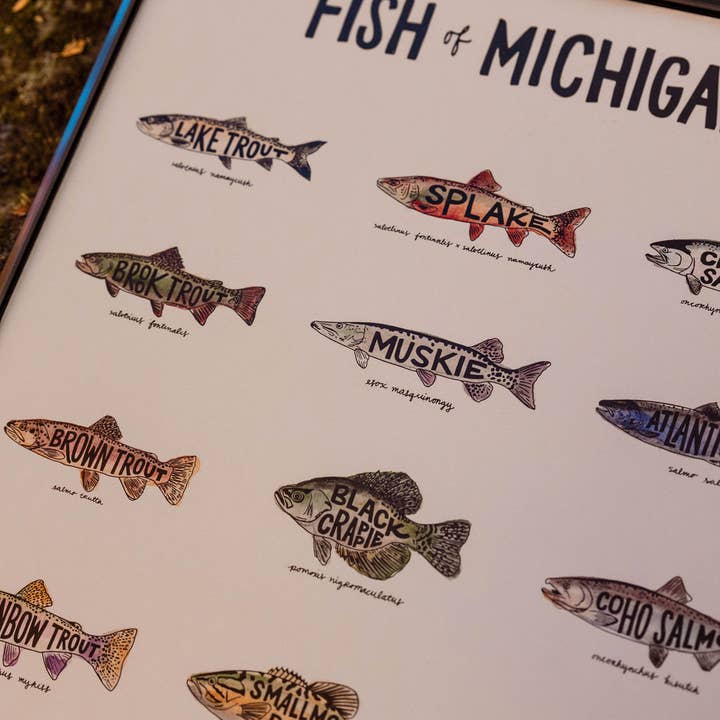 Home Squirrel - Wholesale Art Print - Fish of Michigan Watercolor Print2