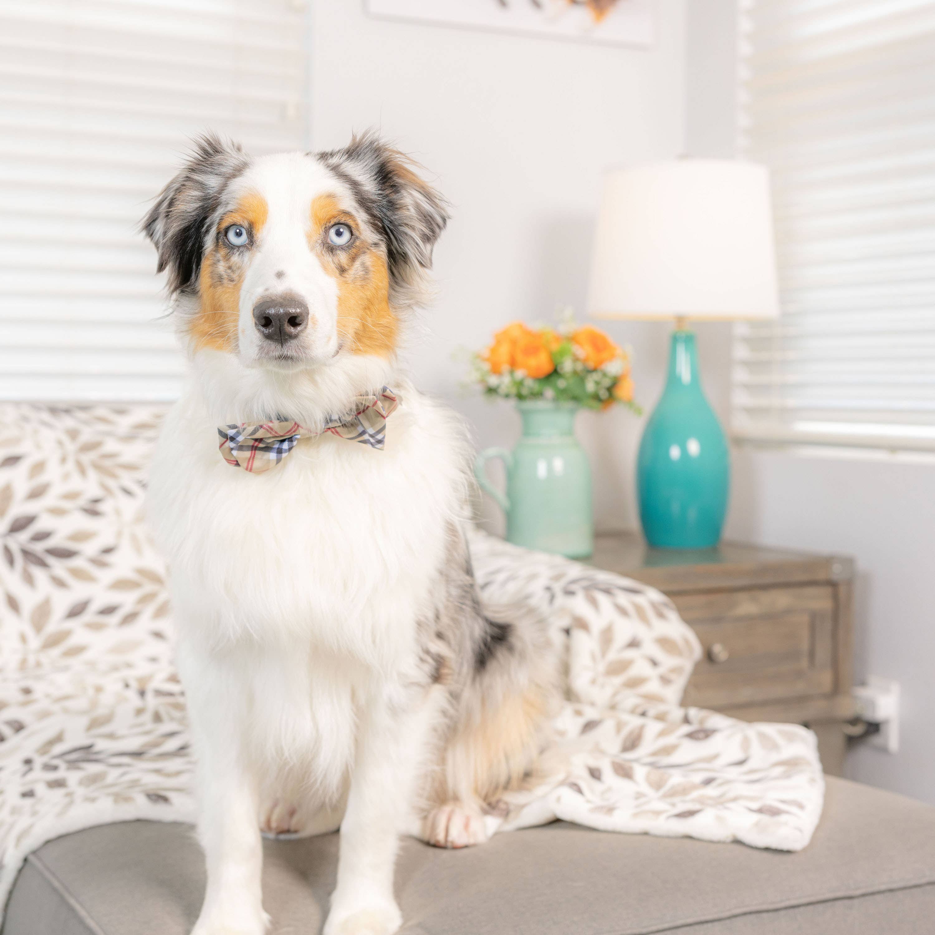 Huxley & Kent - Vente Nœud papillon – chat et chien - Nœud papillon High Street à carreaux2