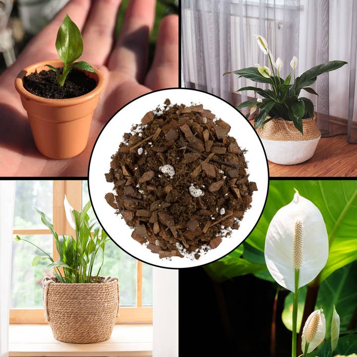 Kurated Korner - Wholesale Planting/Potting Soil - Soil Sunrise Peace Lily Potting Soil Mix