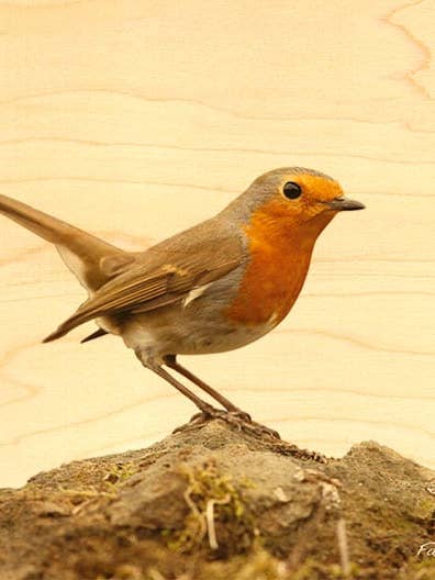 CARTÃO POSTAL MADEIRA JARDIM PISCO-DE-PEITO-RUIVO por atacado de Hironwoods