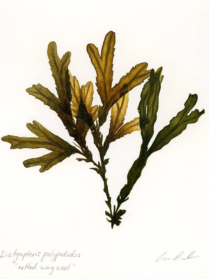 Netted Wing Weed for wholesale by Artwork by Aine