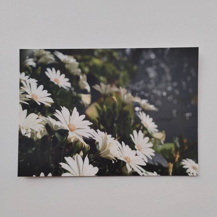 Postal - Margaritas (1002) para venta al por mayor de SannCards