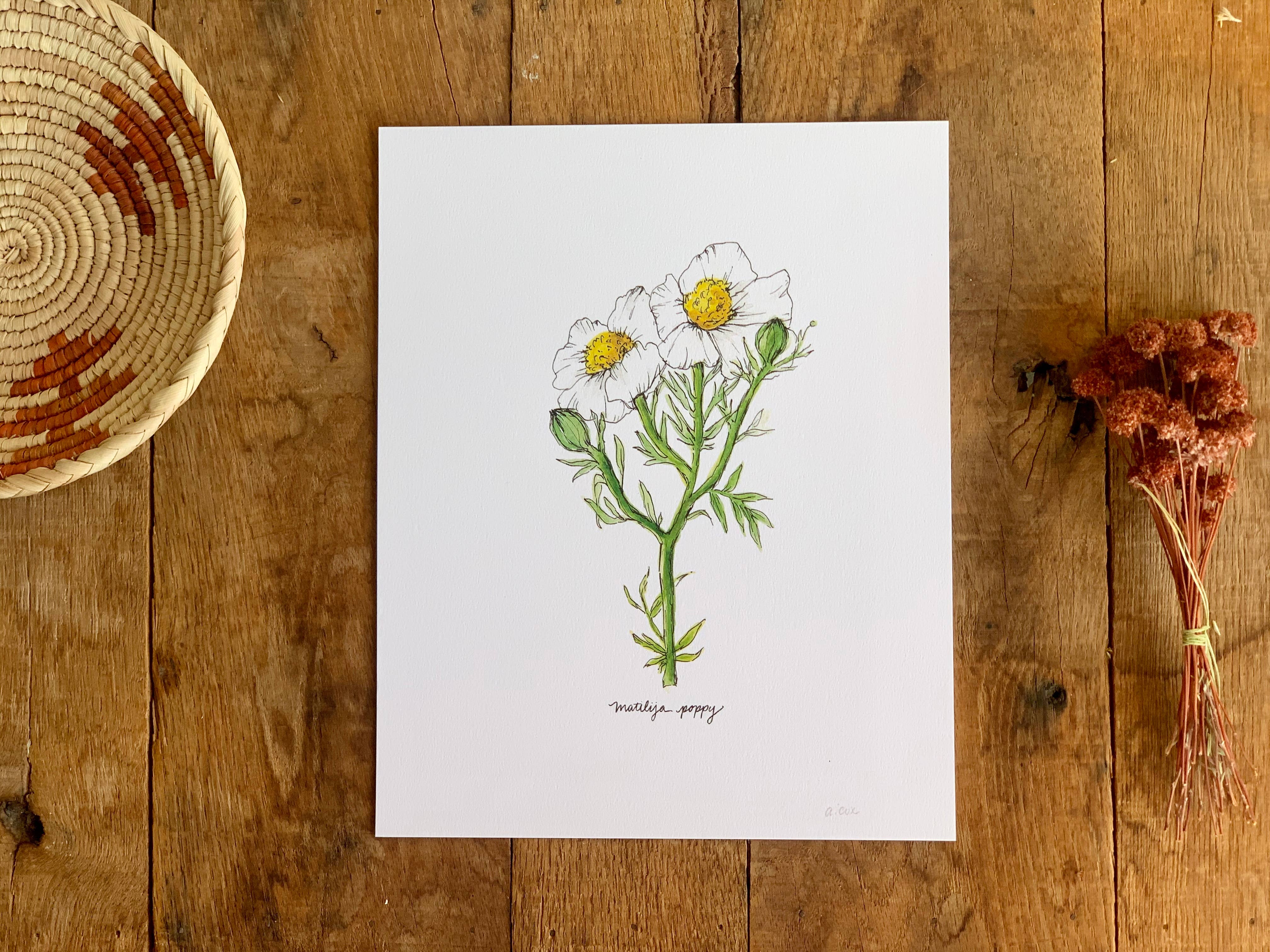 Little Salt Wagon - Wholesale Art Print - Matilija Poppy CA Wildflower Botanical Art Print Wall Decor1