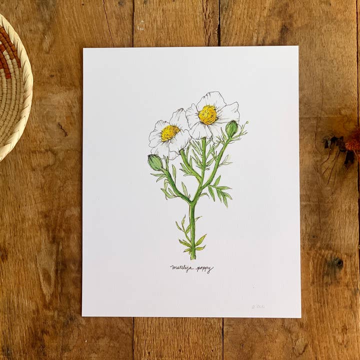 Little Salt Wagon - Wholesale Art Print - Matilija Poppy CA Wildflower Botanical Art Print Wall Decor1