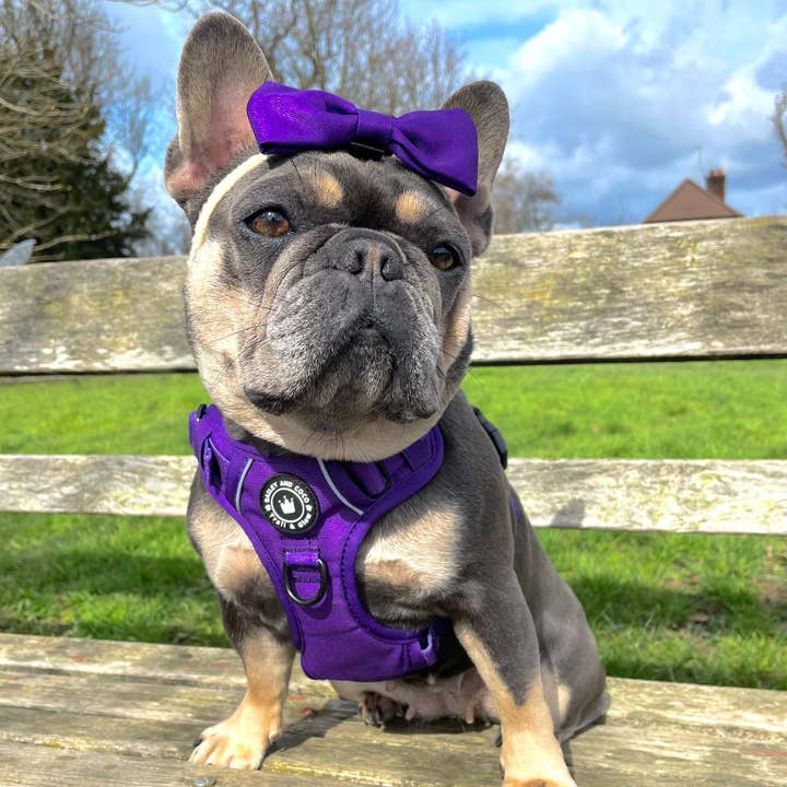 Bailey and Coco - Wholesale Pet Harness - Dog - Trail & Glow® Dog Harness - The Royal Purple One