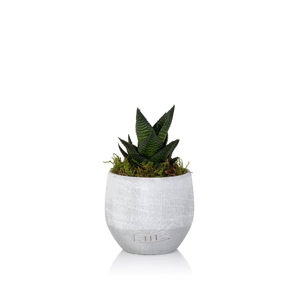 The Little Botanical - Wholesale Live Plant - Haworthia in Ceramic Pot for Indoor Décor4