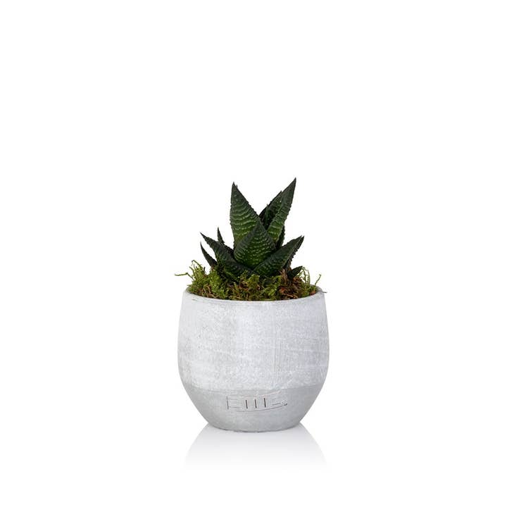 The Little Botanical - Wholesale Live Plant - Haworthia in Ceramic Pot for Indoor Décor4