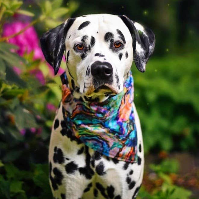 Woofingtons & Company – wholesale Pet bandana – Dog – Rainbow Oil Slick Over The Collar Dog Bandana -Last Chance1