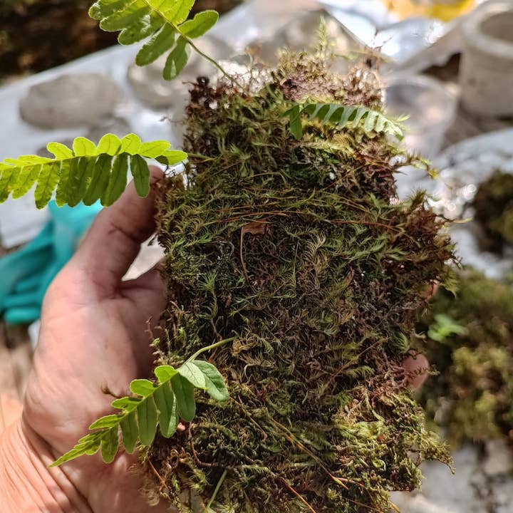 Moss wholesale - Wholesale Retailer Display - Home & Living - Living wall tiles with moss and ferns 1