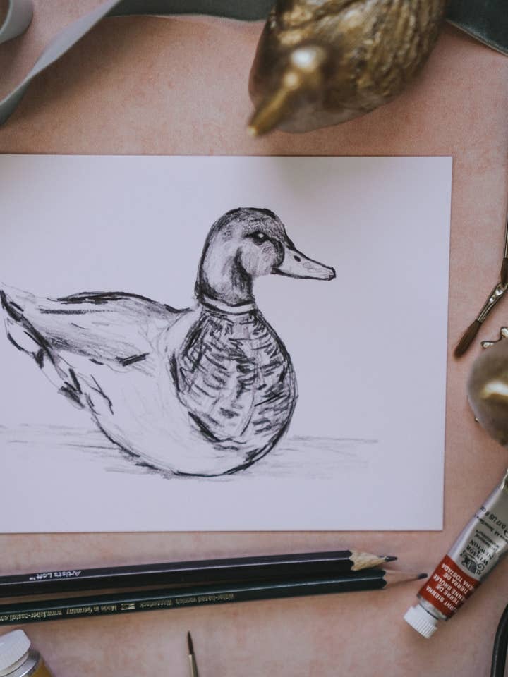 Gråand Duck Skitse, Andetegning, Forårsillustration for engroshandel hos MacaelaMade