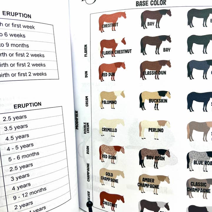 Circus Unicorn Shop - Wholesale Book - Kids - Horse Workbook Vol. II5