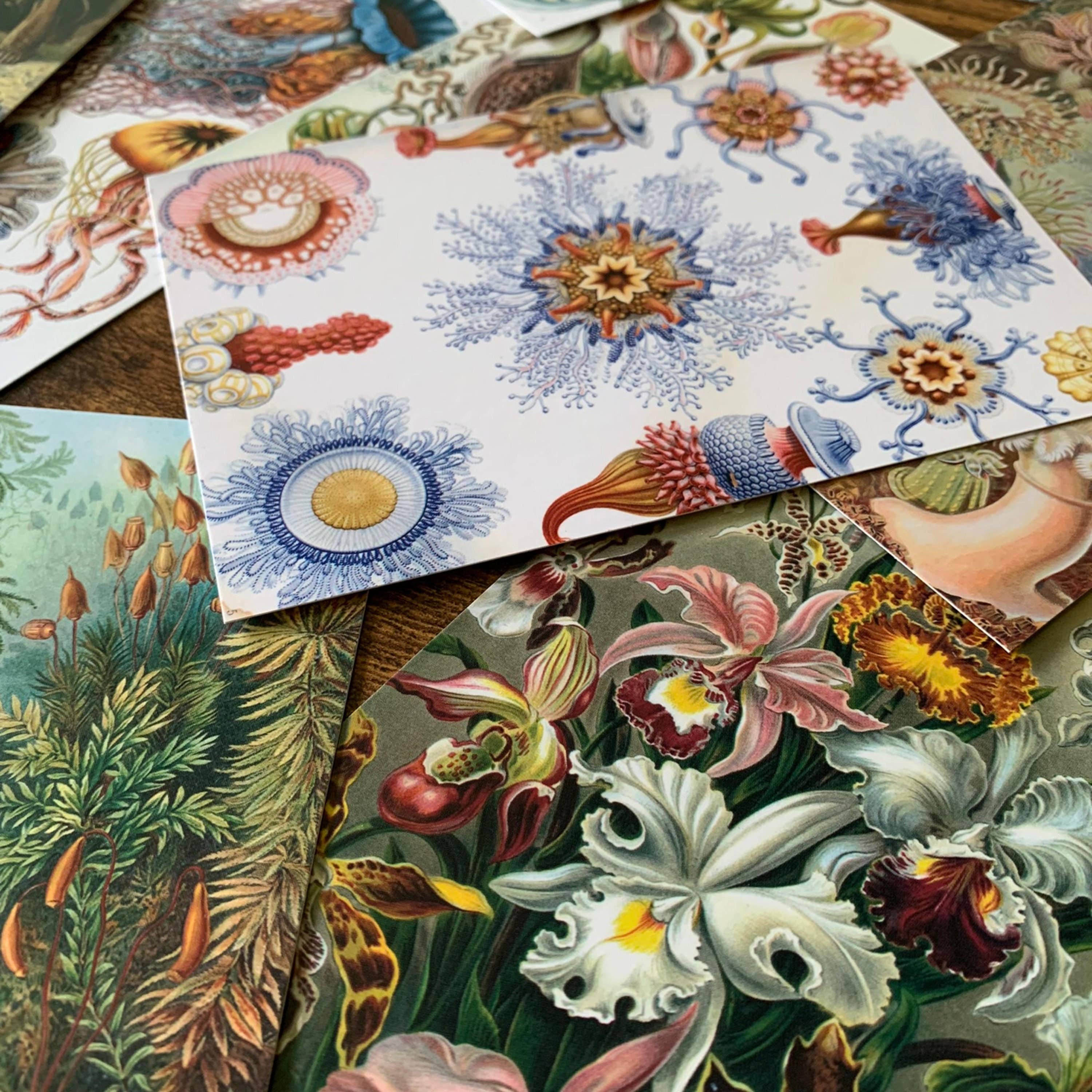 Magnifique Hearts - Wholesale Postcard Set - Unique Ernst Haeckel Postcards, 4X6 Inches, Set of 10 cards3