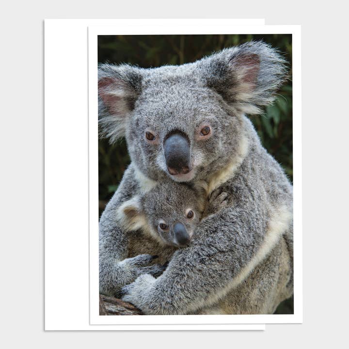 Koala Happy Birthday Card for wholesale by Palm Press