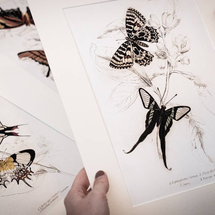 Coultura - Wholesale Gallery Wall Set - Framed Set of Four Vintage Butterfly Art Prints 01 (Sand Frame Collection)2