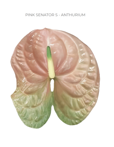 Florasource - Wholesale Fresh Cut Flowers - Anthurium Pink Senator Medium 35 stems0