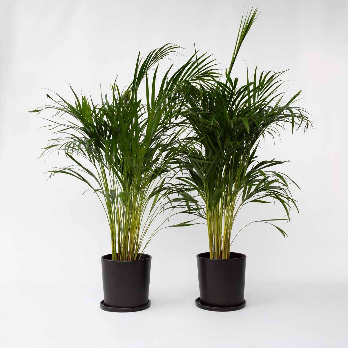 Oasis of Life - Wholesale Live Plant - Areca Palm – 2 Plants – Dypsis Lutescens – Height 100–120cm – Ø21cm – Large Air-Purifying Areca Palms – Easy-Care Houseplants – Tropical Green for Living Room, Office & Conservatory0