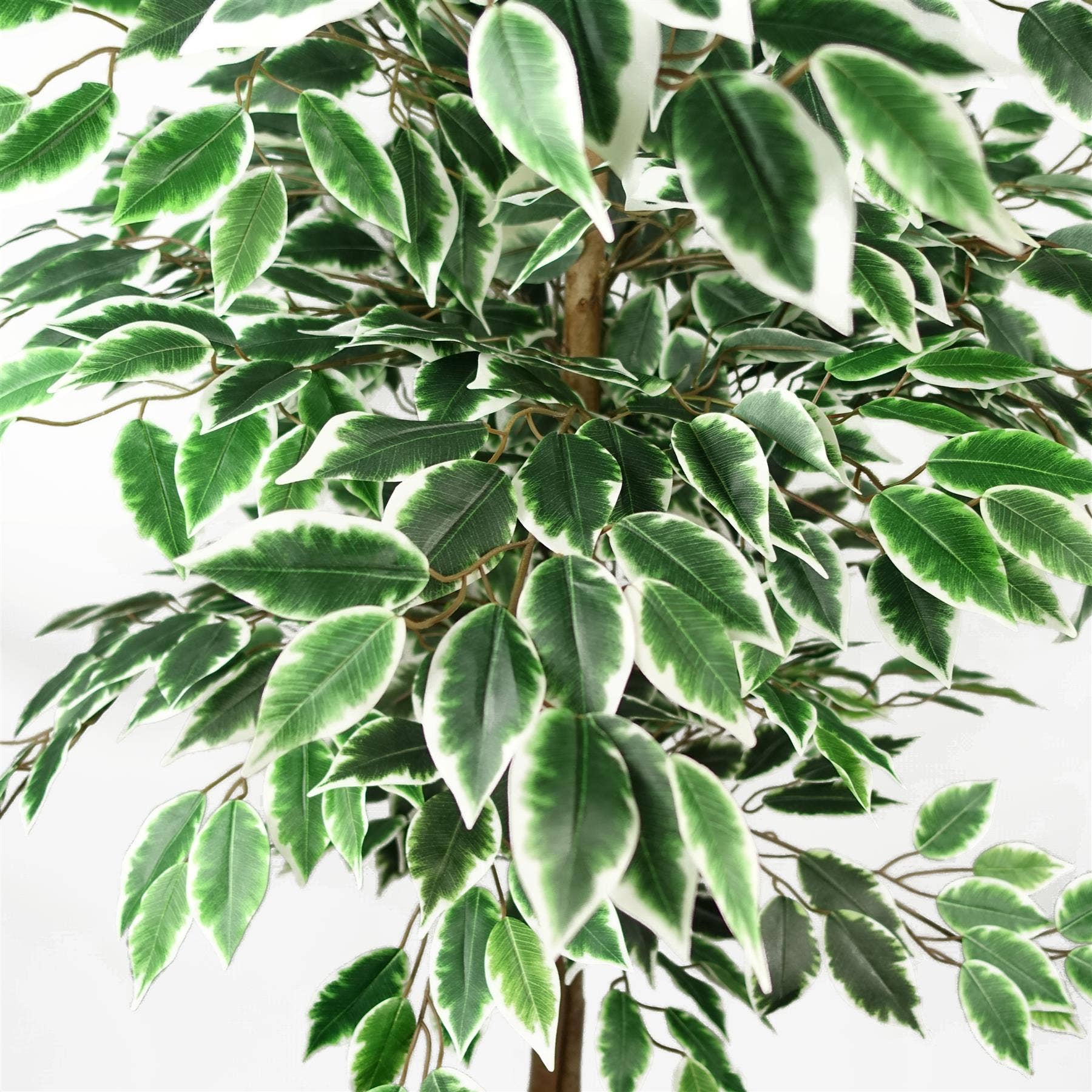 Leaf Design UK LTD - Wholesale Artificial Plant - Artificial Ficus Tree Realistic Extra Large 5ft2