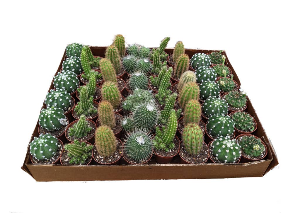 Succulents & Such, Inc. - Wholesale Live Plant - 50 Piece 3" Cactus Plant Assortment By Succulents & Such