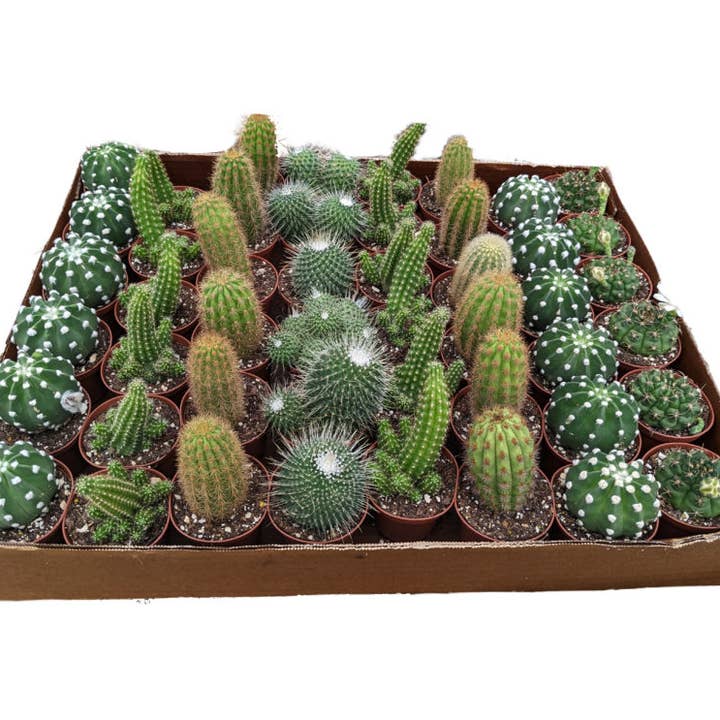 Succulents & Such, Inc. - Wholesale Live Plant - 50 Piece 3" Cactus Plant Assortment By Succulents & Such0