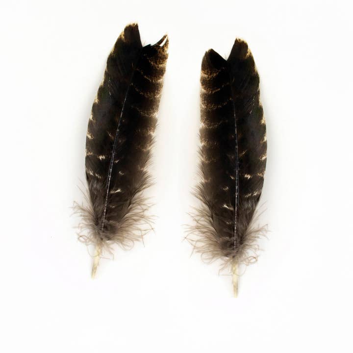 Natural Barred Turkey Quills Second Quality 8-12" - 12 pcs for wholesale by Zucker Feather Products