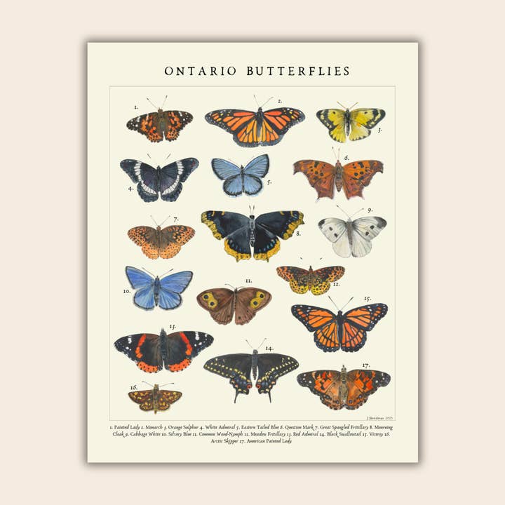 Heirloom Island - Wholesale Art Print - Vintage Style Ontario Butterlies Art Print 0
