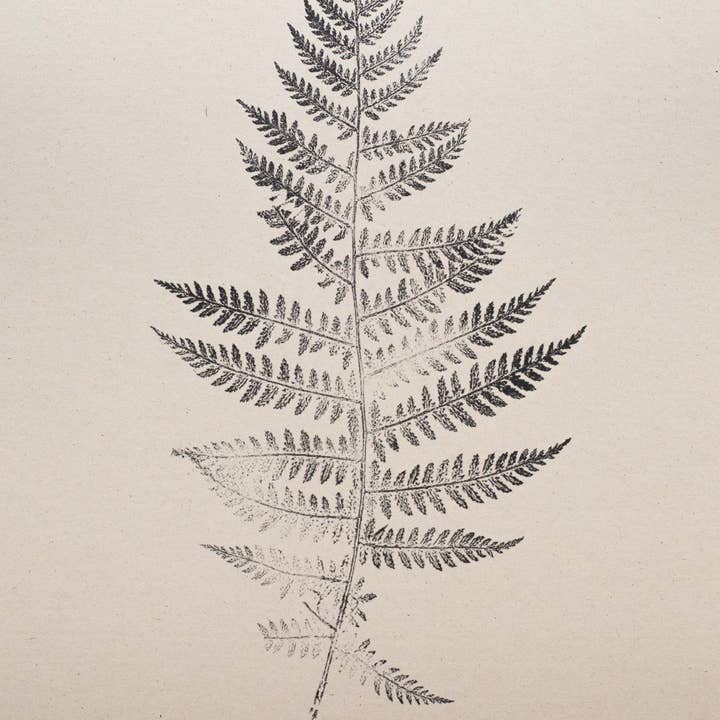 Alicia Breakspear - Wholesale Art Print - Fern Print - Botanical Art Print A5 A4 A3 Lady Fern 7