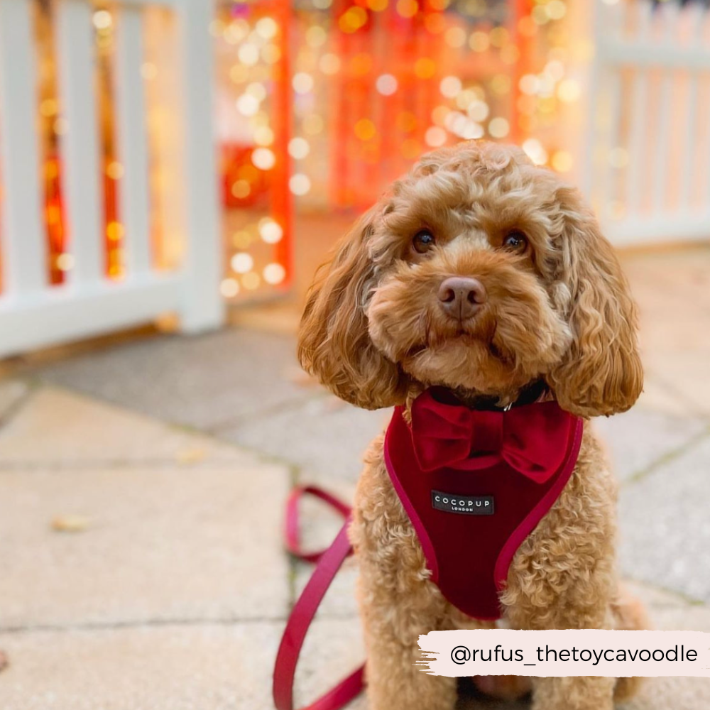 Cocopup London - Wholesale Pet Bow Tie - Dog - LUXE Velvet Bow Tie - Berry Red2