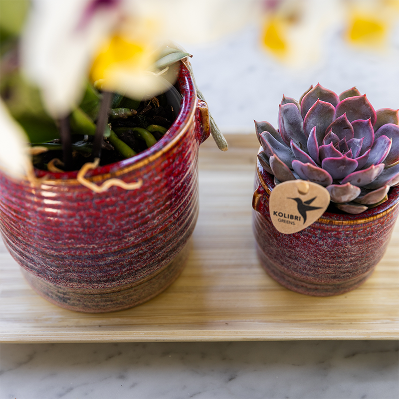 Oasis of Life - Wholesale Plant Pot - Aura Plant Pot – Ø6cm – Retro Planter in Bold Seventies Style – Ceramic Flower Pot with Handles – Decorative Mini Flower Pot for Orchids & Green Plants2