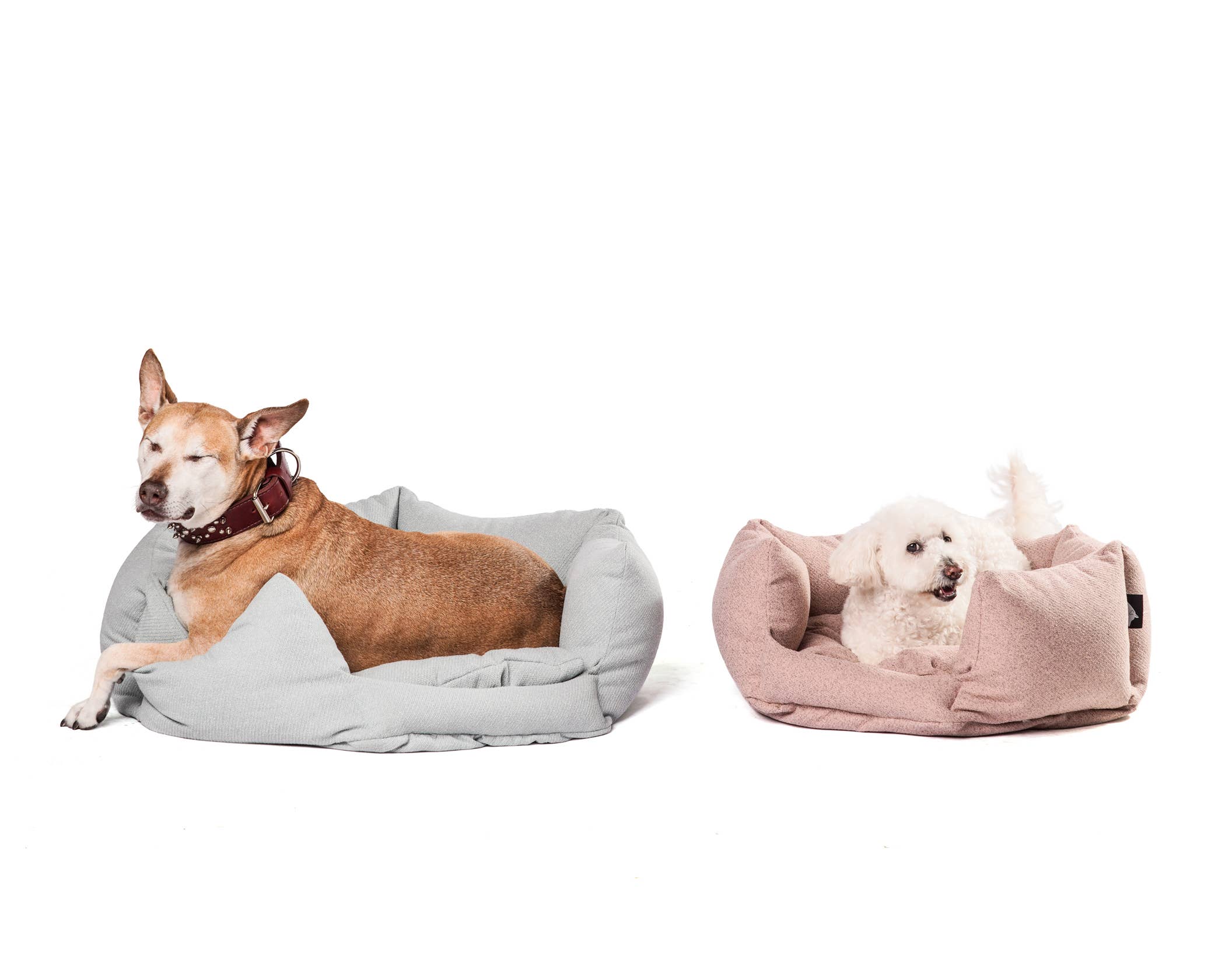 Roxbury PET - Vente Panier – chien - Le Câlineur de Dayton4