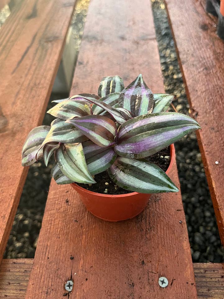 Wandering Jew - Tradescantia - 4” from MyPlants for wholesale by MyPlants LLC