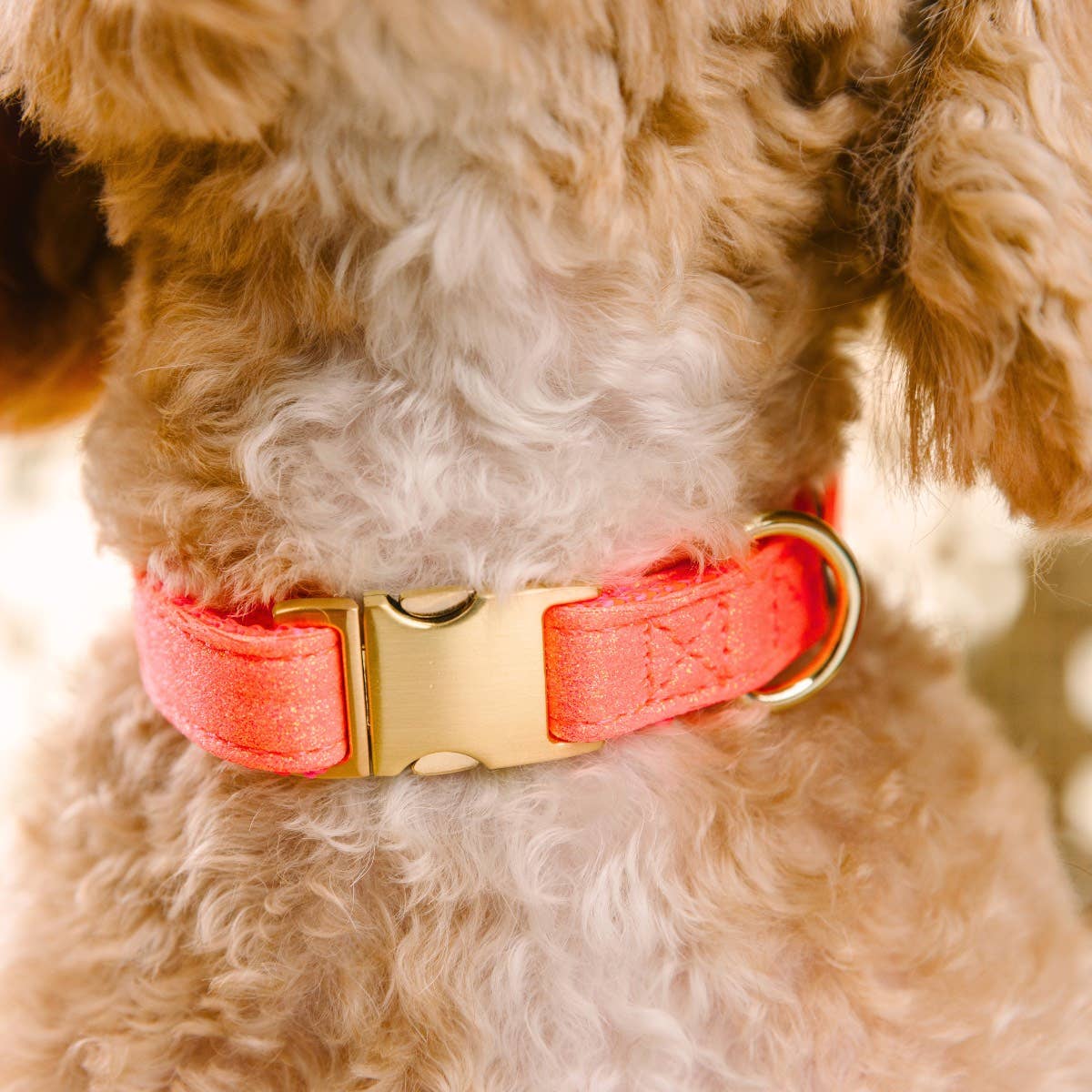 Pink Papyrus | Premium, Durable, & Stylish Dog Products - Wholesale Pet Collar - Dog - Ambrose Glitter Dog Collar | Pink Dog Collar | Dog Collar  3
