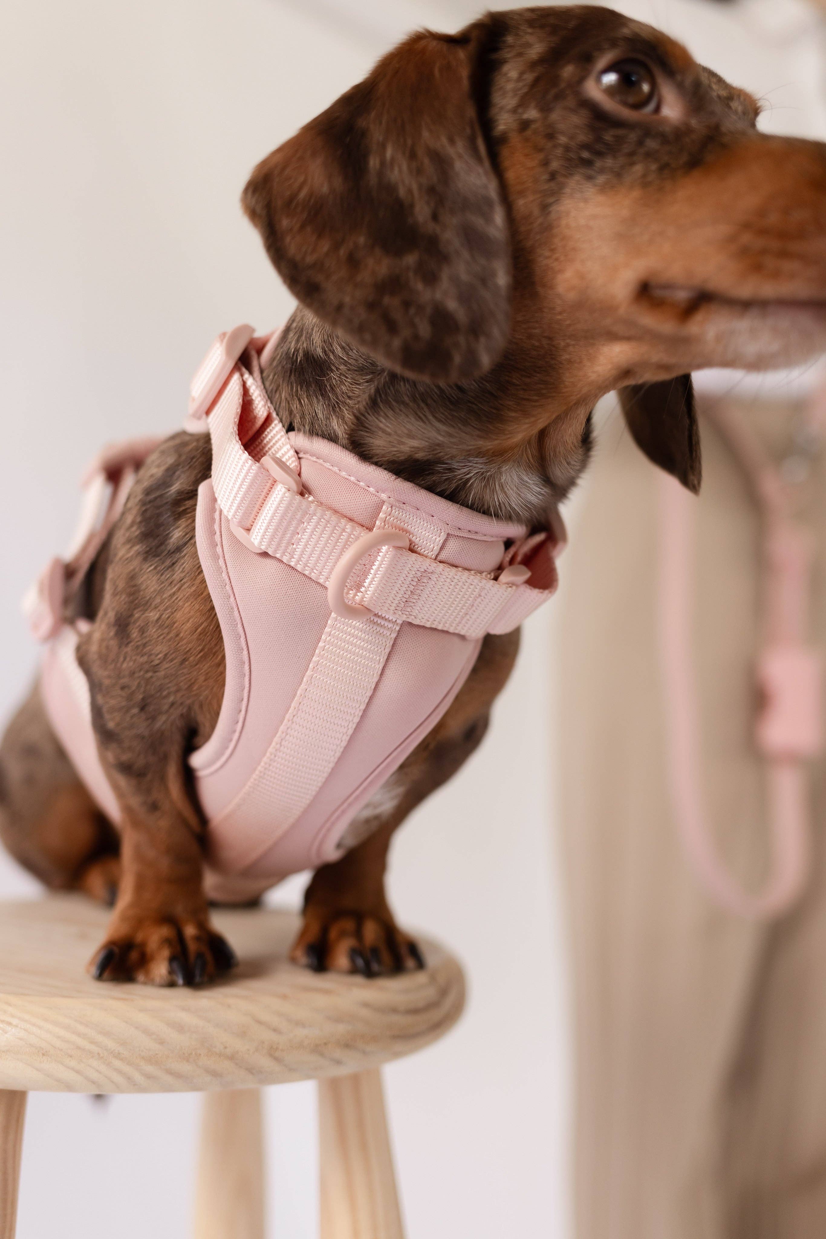 PRILTON – wholesale Sele - Hund – Sele - rosa2