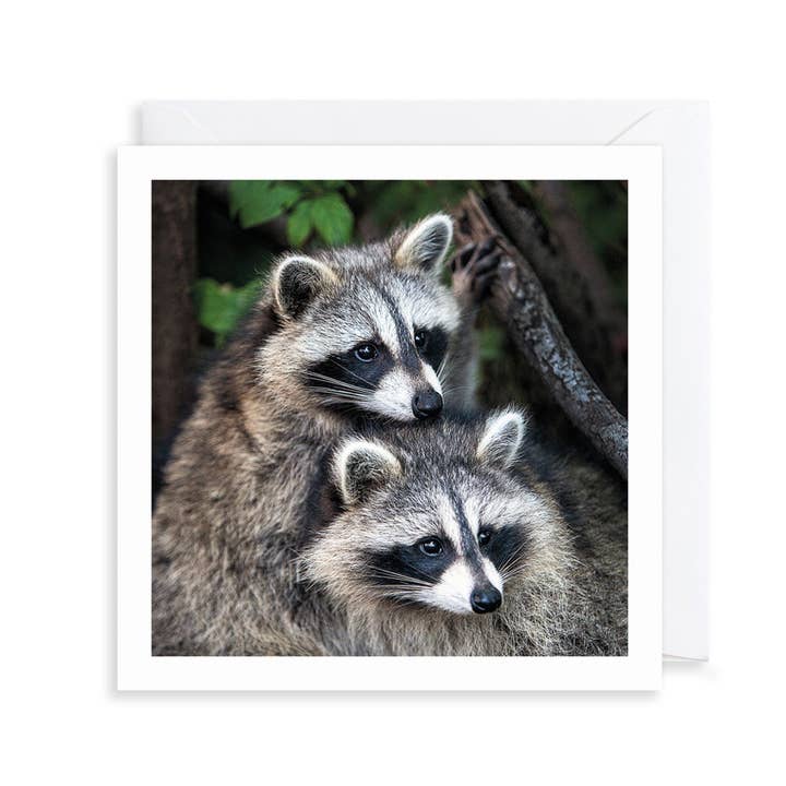 Racoons Photograph Birthday Card for wholesale by The Art File