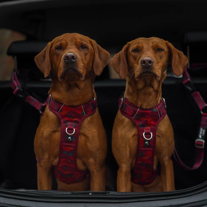 Twiggy Tags - Venta al por mayor Arnés - Perros - Cinturón de Seguridad para Reposacabezas de Perro Aventurero - Alpenglow