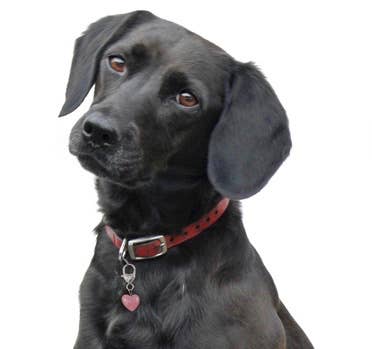 Crystal Pet Love - Vente Breloque de collier – chat et chien - Pendentif pour animal en cristal de quartz rose Harmony pour un soutien holistique2