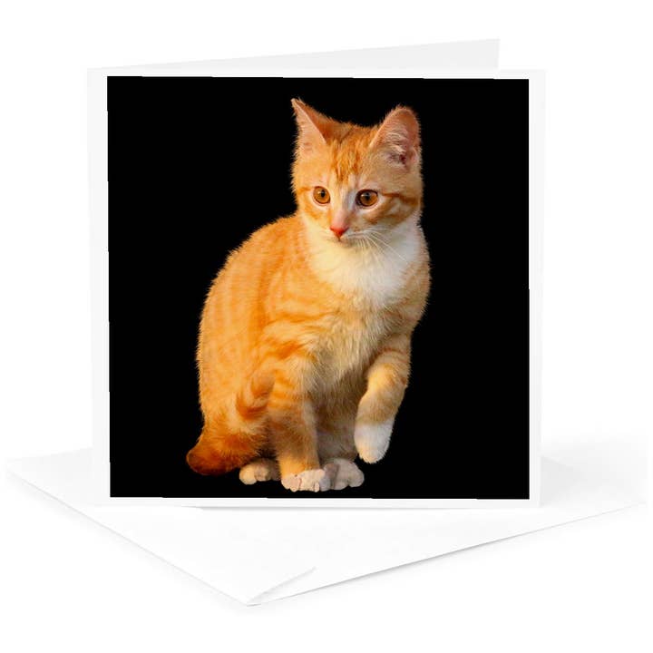 3dRose, Sjov Rød Kattekilling med Sort Baggrund, Kort for engroshandel hos 3dRose