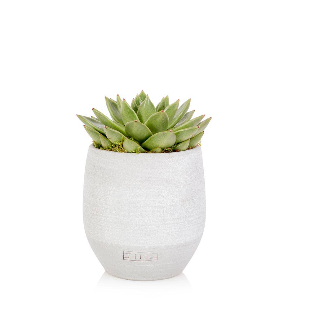 The Little Botanical – wholesale Succulent – Miranda6