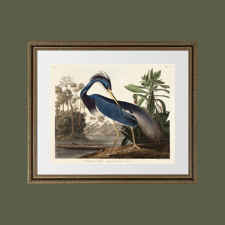 Sea to Skye - Wholesale Art Print - Louisiana Heron Antique Art Print6