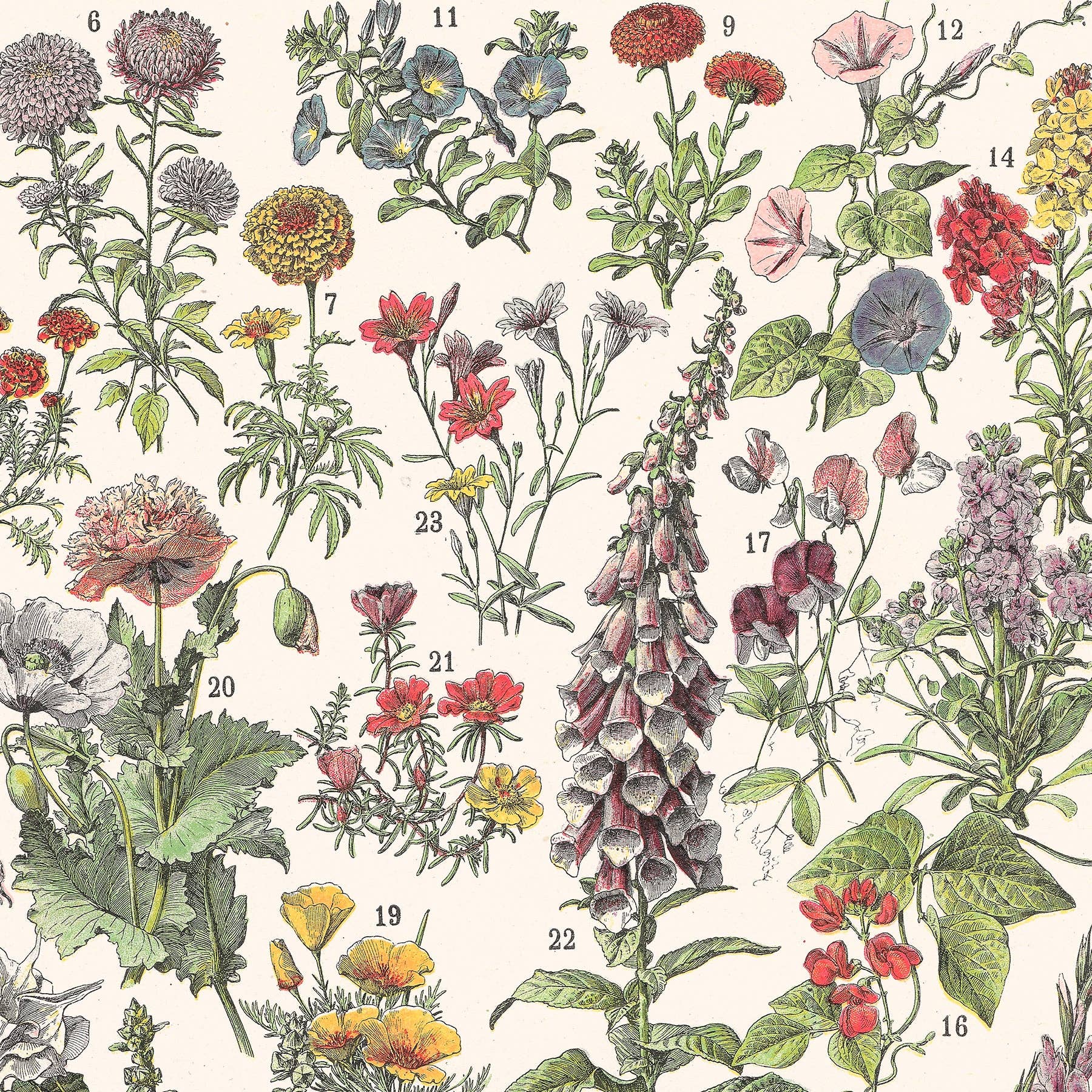 Aster Edition - Wholesale Poster - Poster: Flowers I2