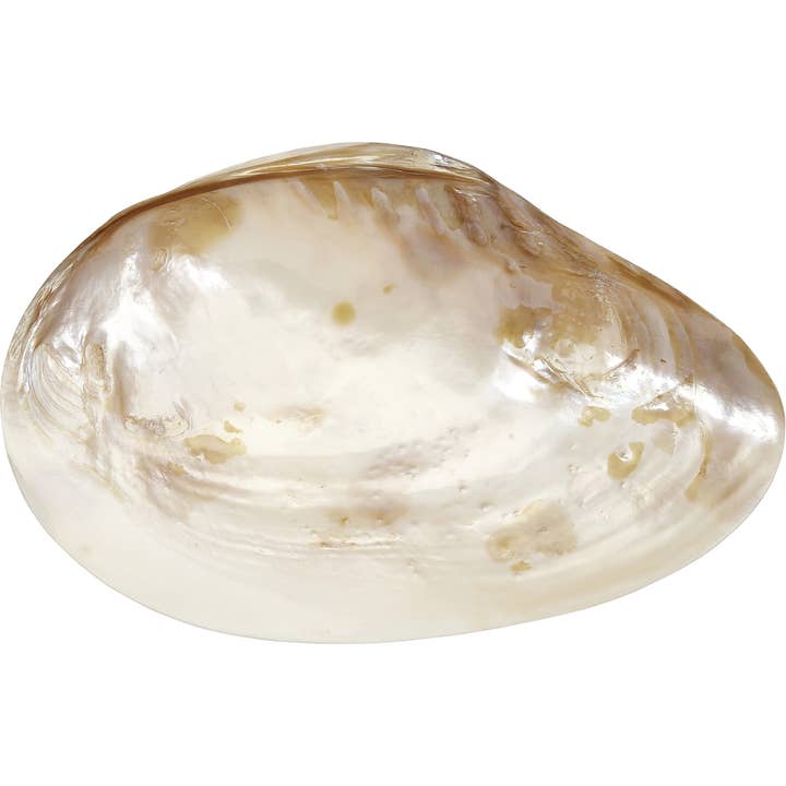 HS Seashells - Wholesale Decorative Tabletop Object - Freshwater Clam Pearled 7-8"2