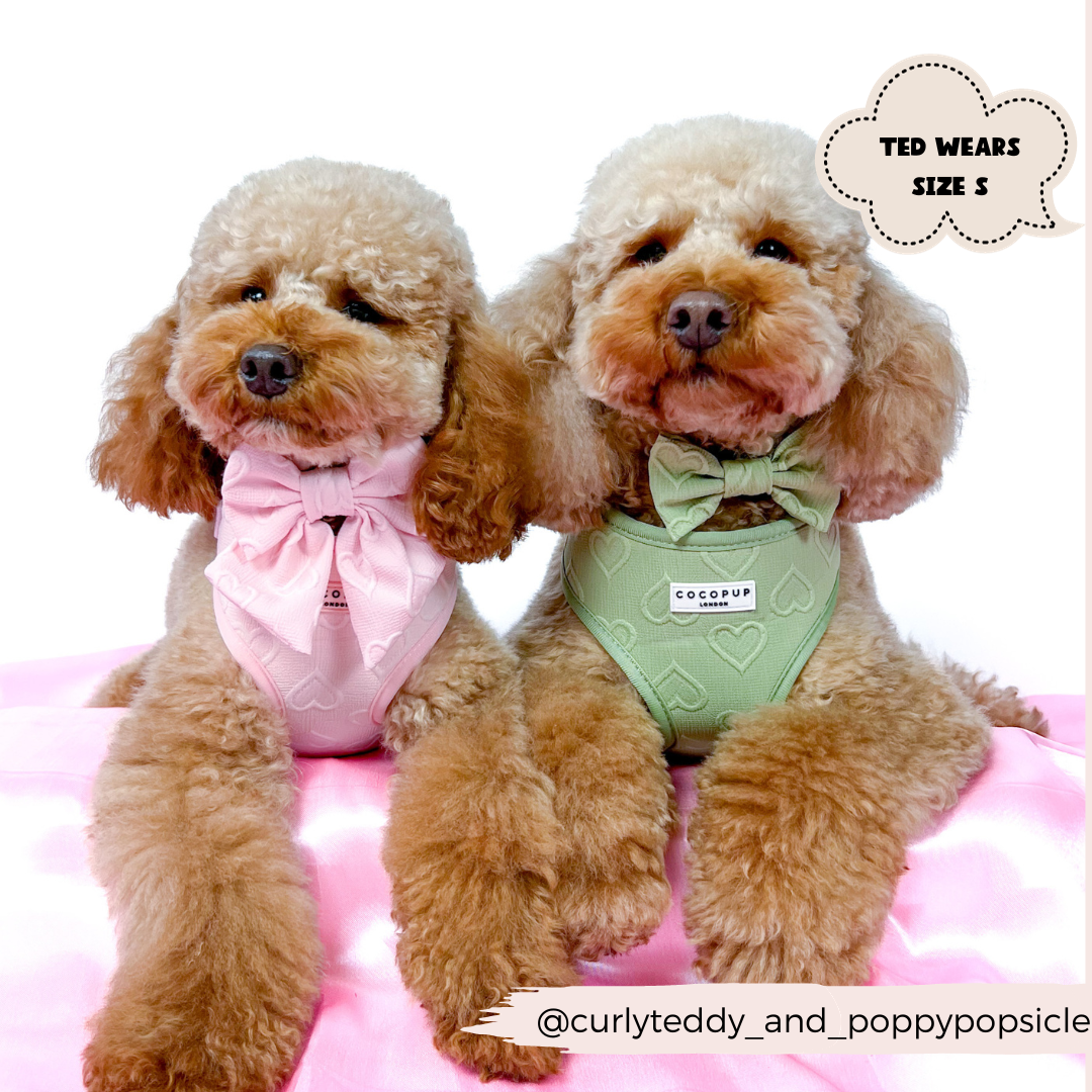 Cocopup London - Wholesale Pet Harness - Dog - Luxe Adjustable Neck Harness - Sage Heart11