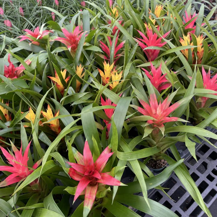 Thorsen's Greenhouse - Wholesale Live Plant - Bromeliad Guzmania- 4" Live Plant - Assorted