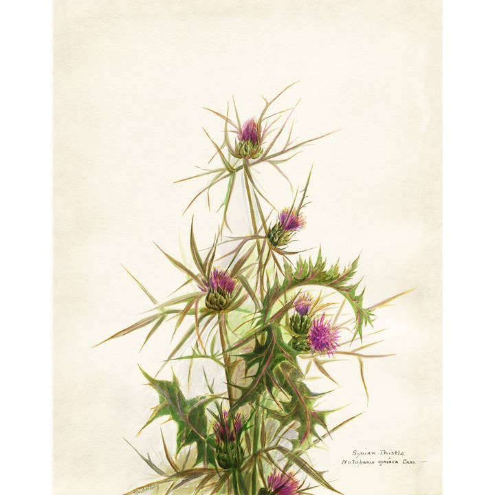 Vintage bloemenkunst | Syrische distel | Natural History muurkunst | Vrouwelijke kunstenaar | Modern vintage decor | Milieuvriendelijk cadeau voor wholesale door Rock Paper Scissors Wall Art