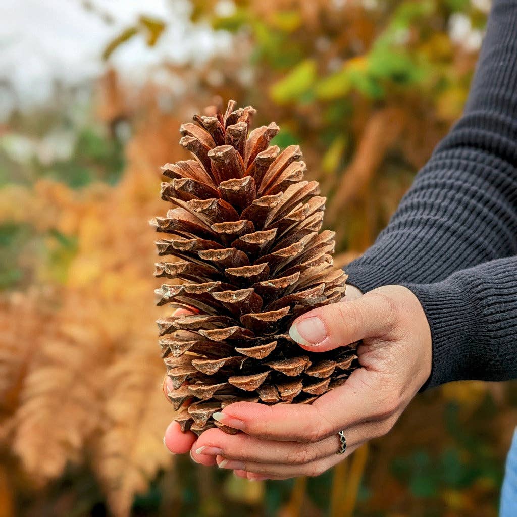 The Danes – wholesale Christmas decoration – Extra Large Natural Pine Cone2