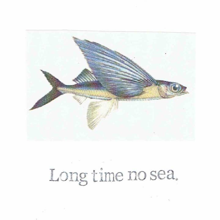 BlueSpecsStudio – wholesale Vardagliga hälsningskort – Lång tid ingen hav flygande fisk kort | Rolig Fröken du hålla i kontakt Fiske Pun