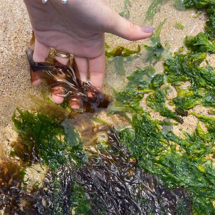 Studio Wald - UK Made - Wholesale DIY craft kit - Seaweed Press Kit3